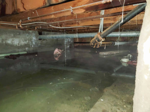Best Carpet water damage restoration  in Oak Island, NC